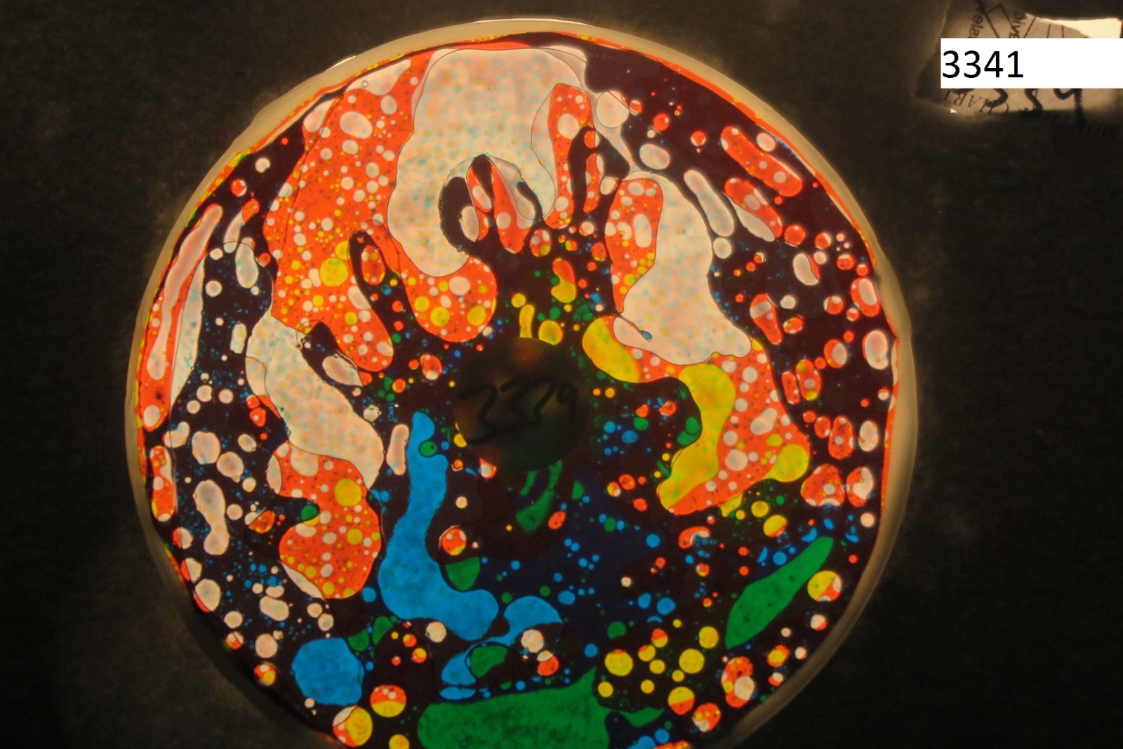 BV3341 bubble vision oil wheel